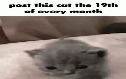 Kitten Meme